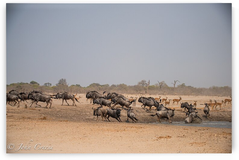 Wildebeest by JohnCreesePhotography