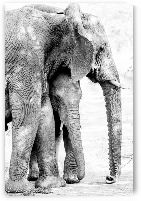 Ellie and Baby by JohnCreesePhotography