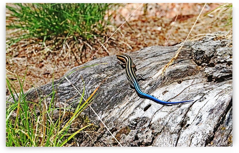 Five Lined Skink by Deb Oppermann