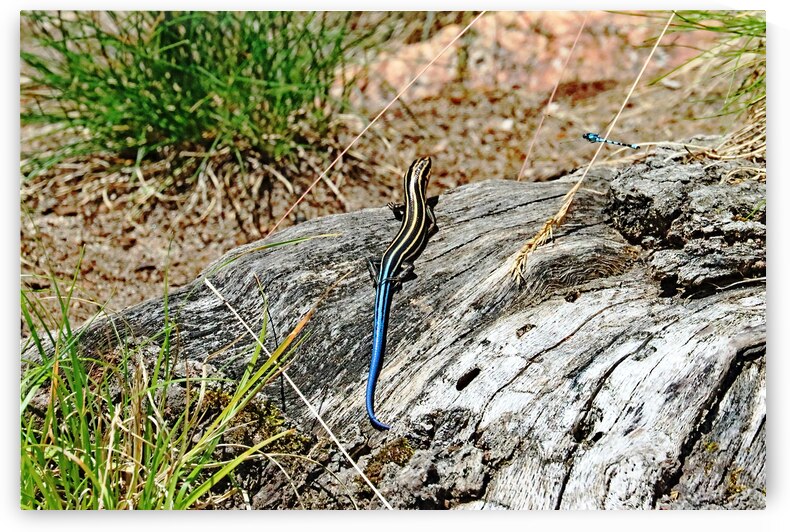 Lizard And Dragonfly by Deb Oppermann