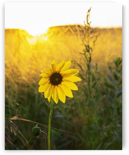 Wild Sunflower on the Great Plains by Andy Crawford