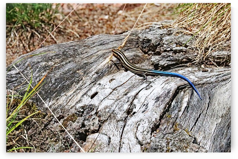 Five Lined Skink I by Deb Oppermann