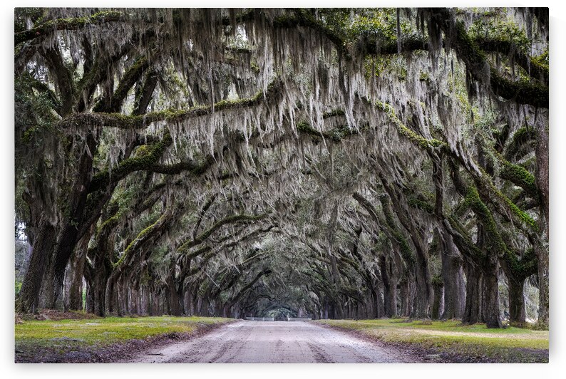 Wormsloe Alley by Andy Crawford