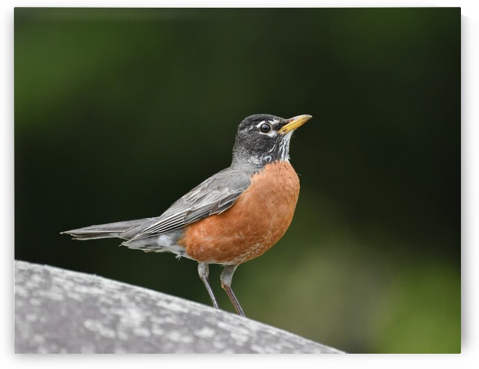 American Robin by dbg photo