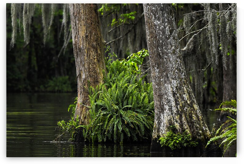 Lost in the Florida Swamp by Andy Crawford