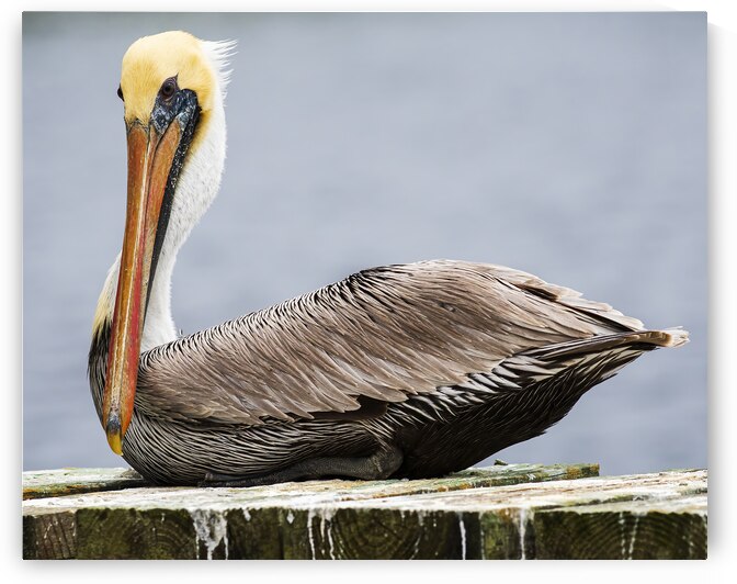 Stare Down by Andy Crawford