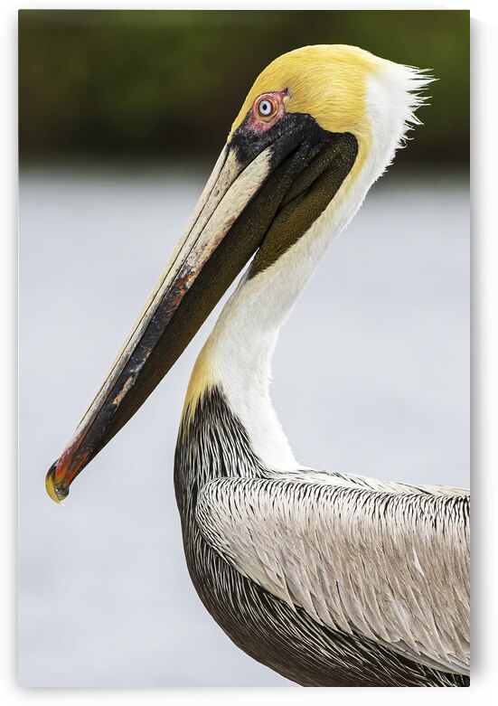 Pelican Profile by Andy Crawford