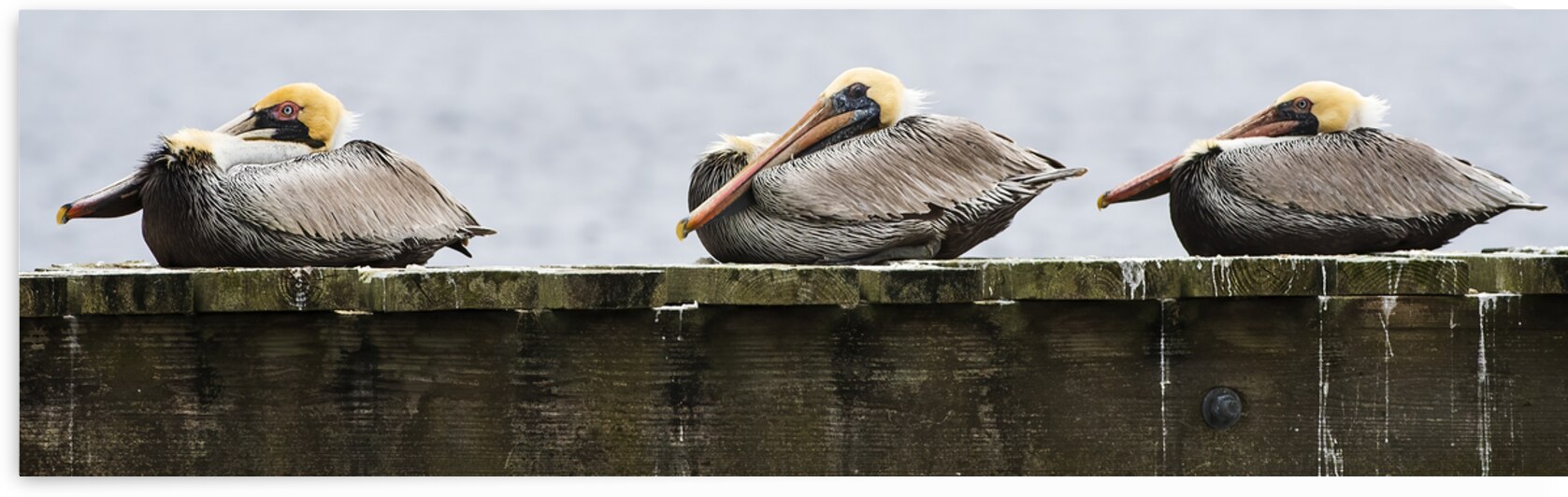 Cozy Pelicans by Andy Crawford