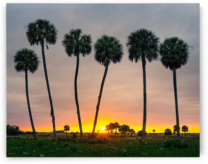 Sunset at the Palms by Andy Crawford