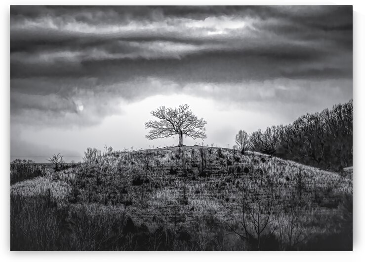 One Hilltop Tree Silhouette by Norma Brandsberg Photography