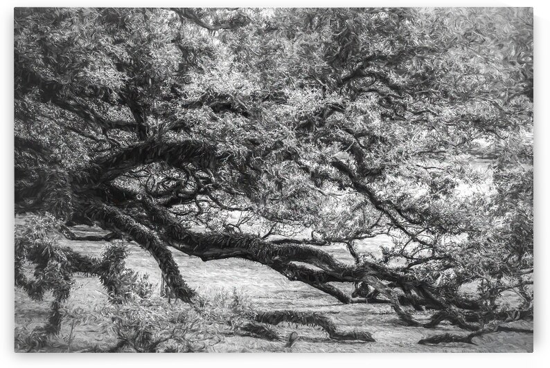 Louisiana Heavy Live Oak Branches by Norma Brandsberg Photography