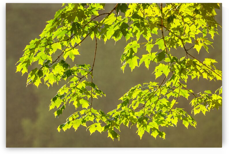 Light Through Sugar Maple Leaves by Andy Crawford