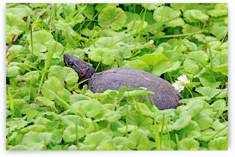 Little Stinker by Deb Oppermann