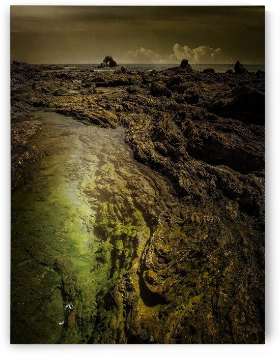 Little Corona del Mar Tidal Pool by Norma Brandsberg Photography