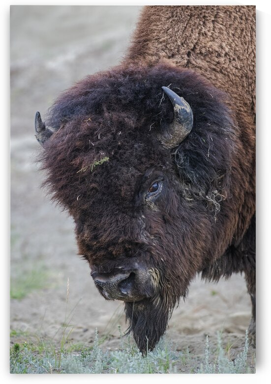 Buffalo head by Andy Crawford