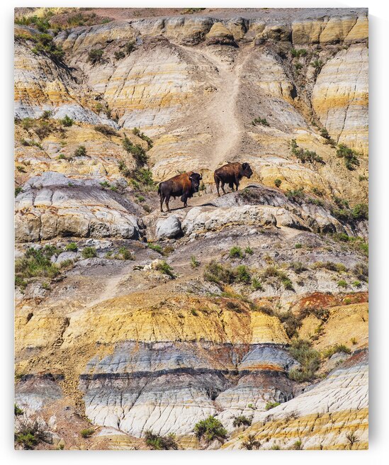 Badlands Bison by Andy Crawford