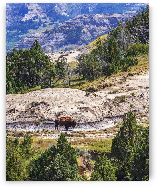 Bison in the Dakota Badlands by Andy Crawford