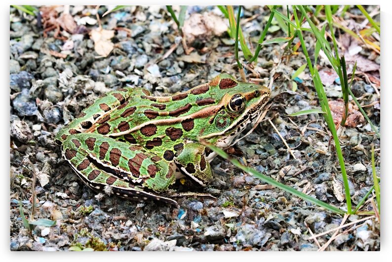 Leopard Frog by Deb Oppermann