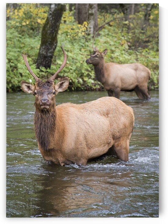 Elks wading the Oconaluftee River by Andy Crawford