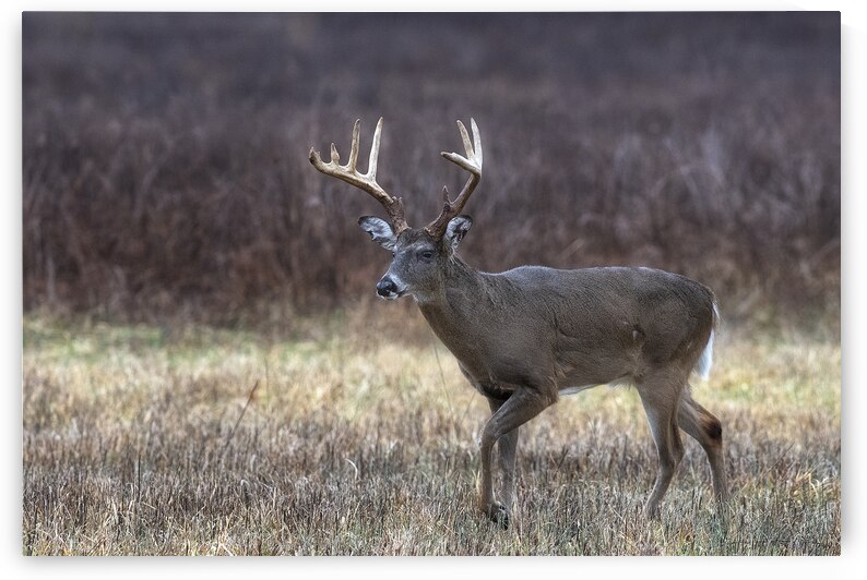 Cades Cove 9-point by Andy Crawford