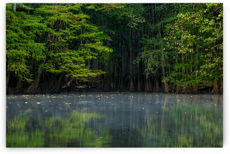 Weston Lake at Congaree National Park by Andy Crawford