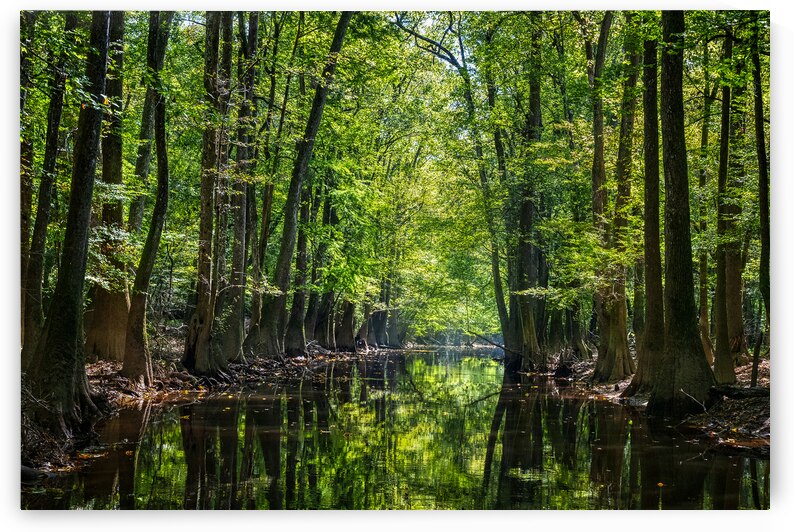 Floating Cedar Creek by Andy Crawford