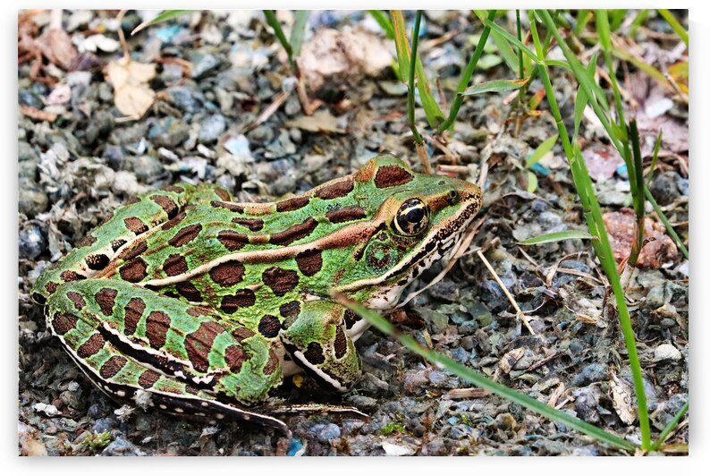 Northern Leopard Frog by Deb Oppermann