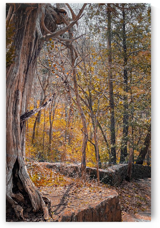 Autum Forest by DirtyBirdStudio