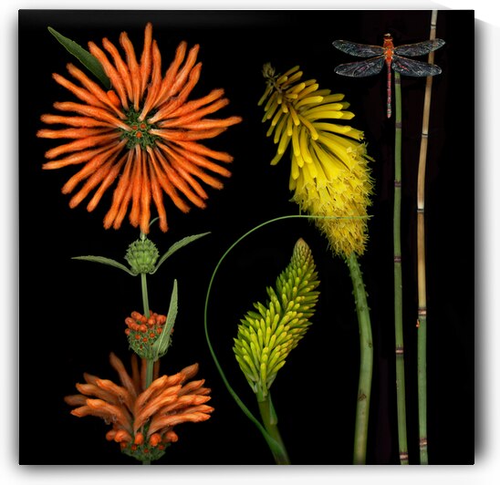  Yellow poker and Dragonfly  by Jane Baron