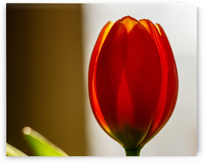 Spring Tulip print by Heather Marie Clark