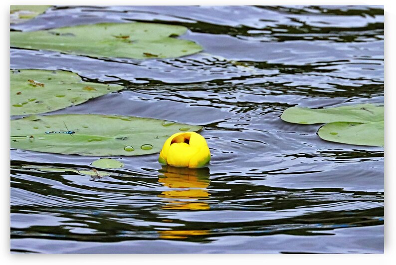Bullhead Lily Reflecting by Deb Oppermann
