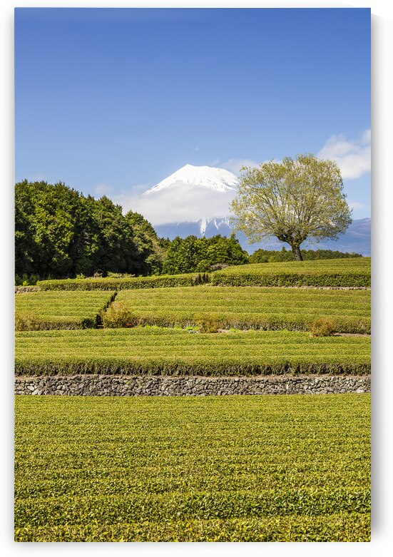 Idyllic Obuchi tea plantation with Mount Fuji  by Melanie Viola