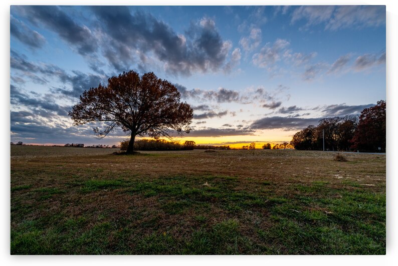 Farm Field Oak Tree Autumn Sunset by Jennifer White