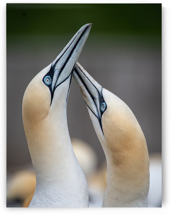 Gannet couple - Couple de Fou de Bassan by Lunkenbein Photography