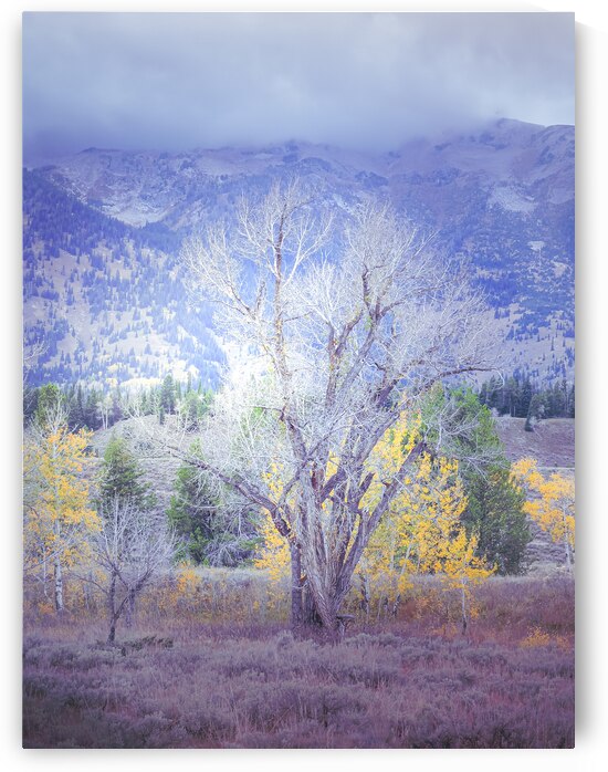 Teton Aspen Tree Silhouette by Norma Brandsberg Photography