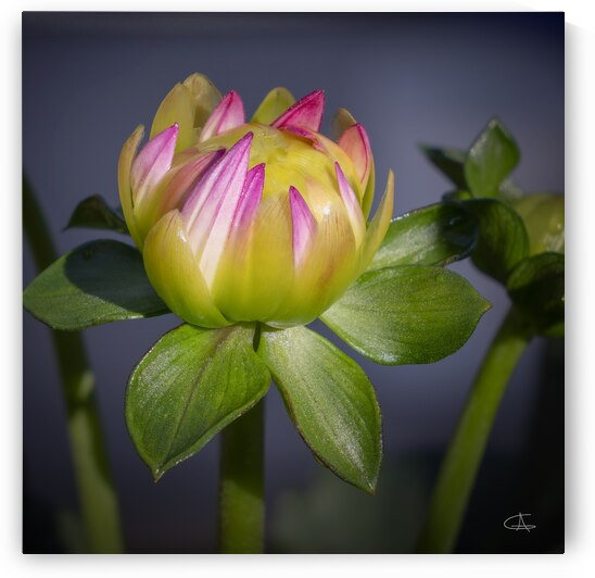 No 116 - Bourgeon de fleur dahlia  2 by Glenn Albert