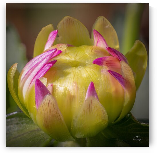 No 115 - Bourgeon de fleur dahlia  1 by Glenn Albert