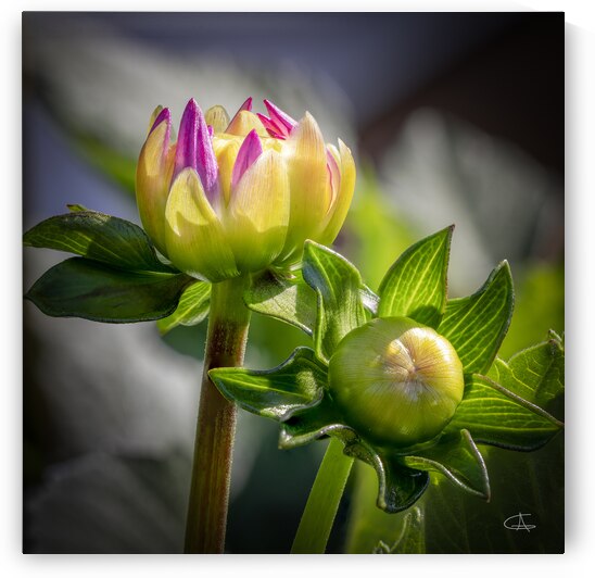 No 117 - Bourgeon de fleur dahlia  3 by Glenn Albert