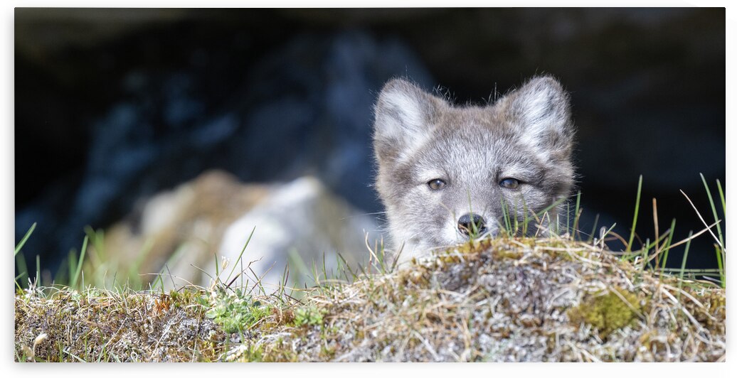 DSC 8235 by David Northall