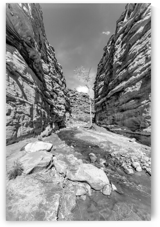 Damaged Tree In Slot Canyon Grayscale by Jennifer White