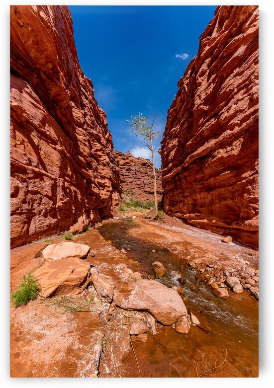 Damaged Tree In Slot Canyon by Jennifer White