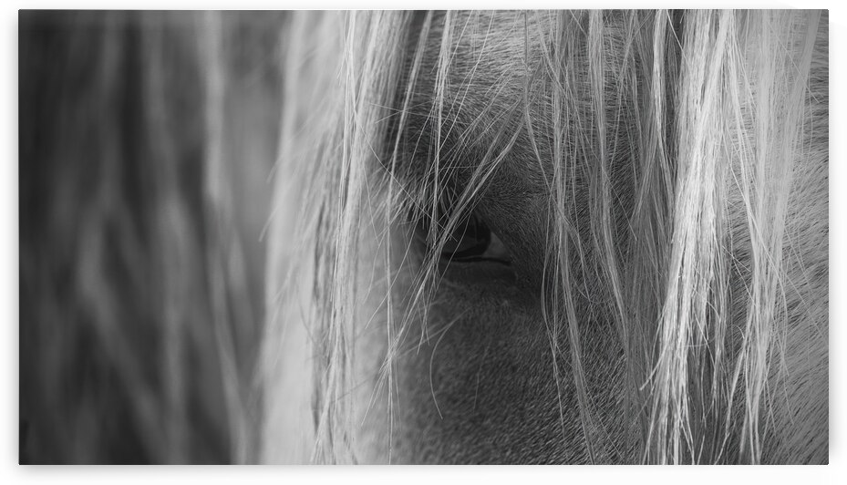 The Horse II by Trey Neal  Natures Wildscapes