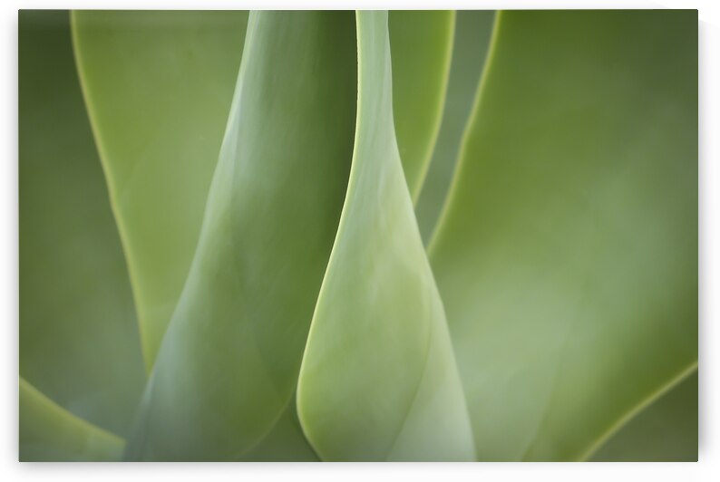 Agave Leaves Abstract X1 1 by Rich Franco