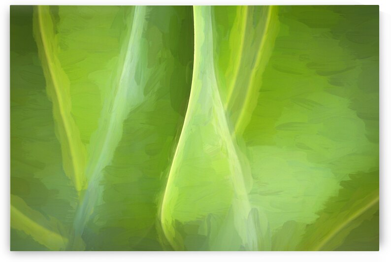 Agave Leaves Abstract X1 2 by Rich Franco