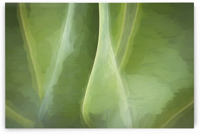 Agave Leaves Abstract X1 3 by Rich Franco