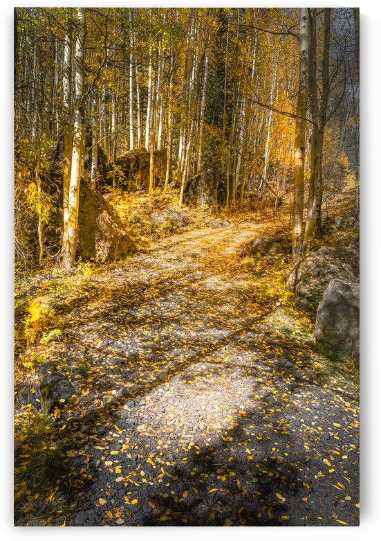 Colorado Walking Trail in Autumn Aspens by Norma Brandsberg Photography