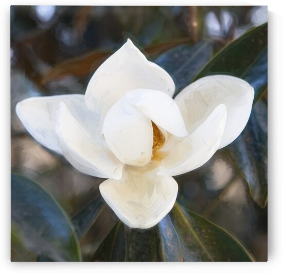 Southern Magnolia Blossom Magnolia Grandiflora X 1 by Rich Franco