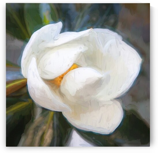 Southern Magnolia Blossom Magnolia Grandiflora X 2 by Rich Franco
