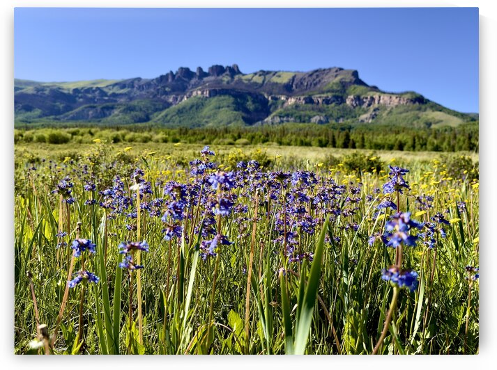 Flowers and the Poles by Dick Davis