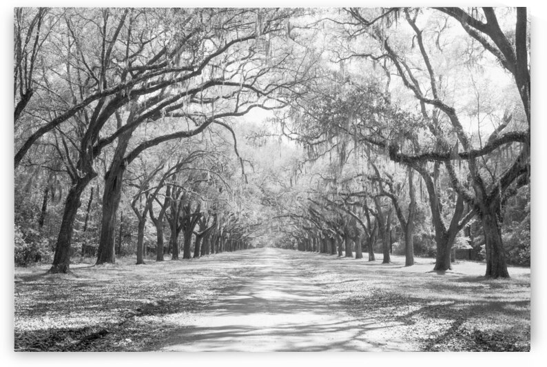 Live Oaks Spanish Moss Wormsloe State Historic Site Savannah GA 204327 by Panoramic Images